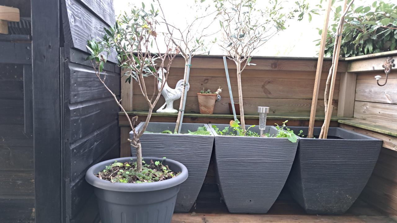 Plantenbakken incl. diverse planten