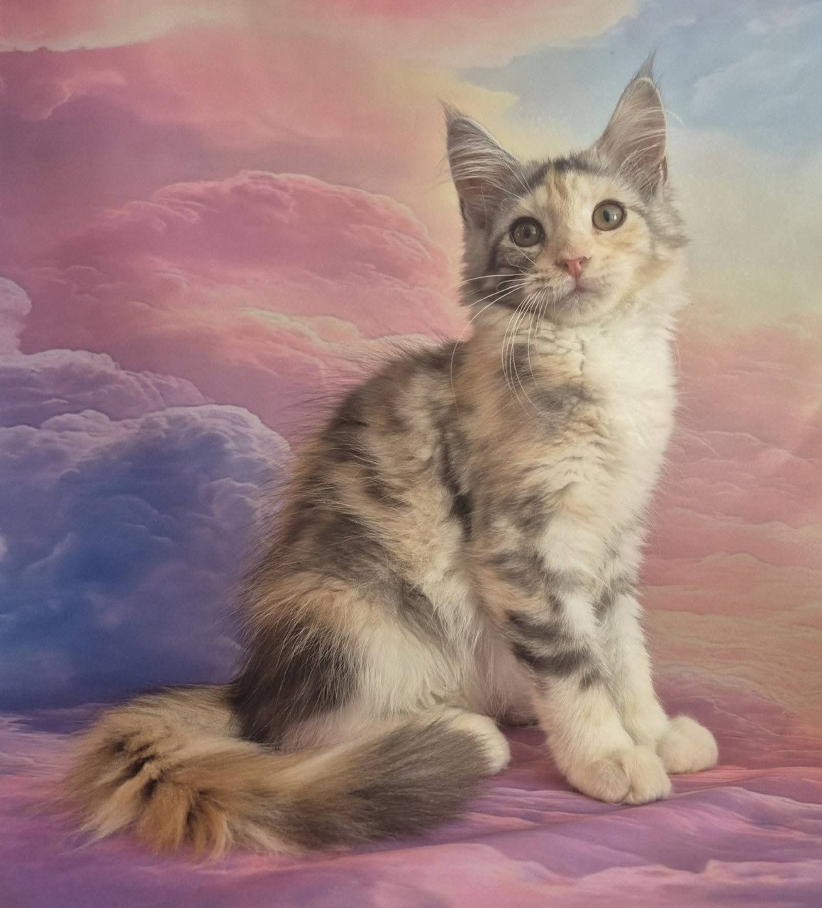 Maine coon poesje met stamboom polydactyl