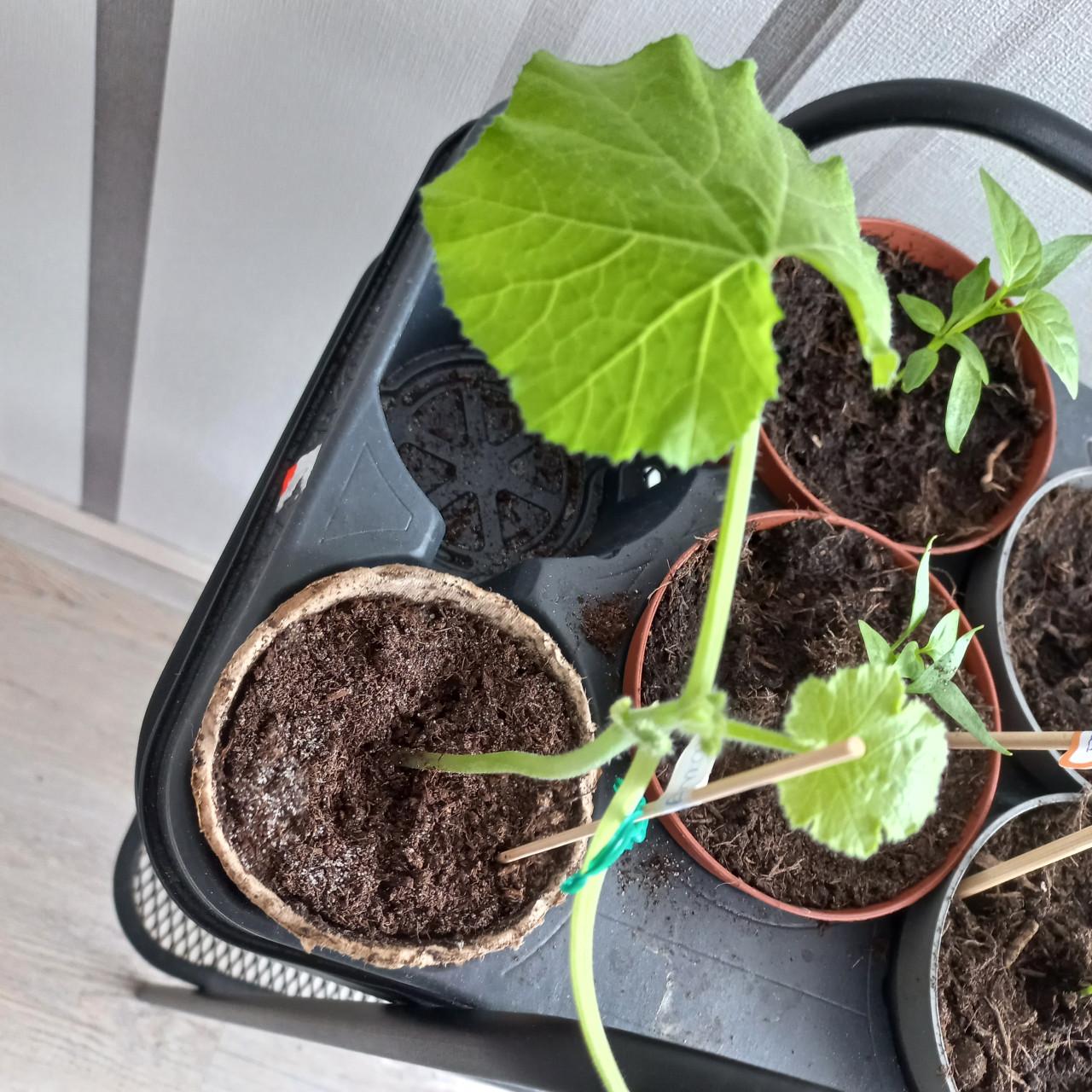 Paprika, courgette, flespompoen, komkommer plantjes