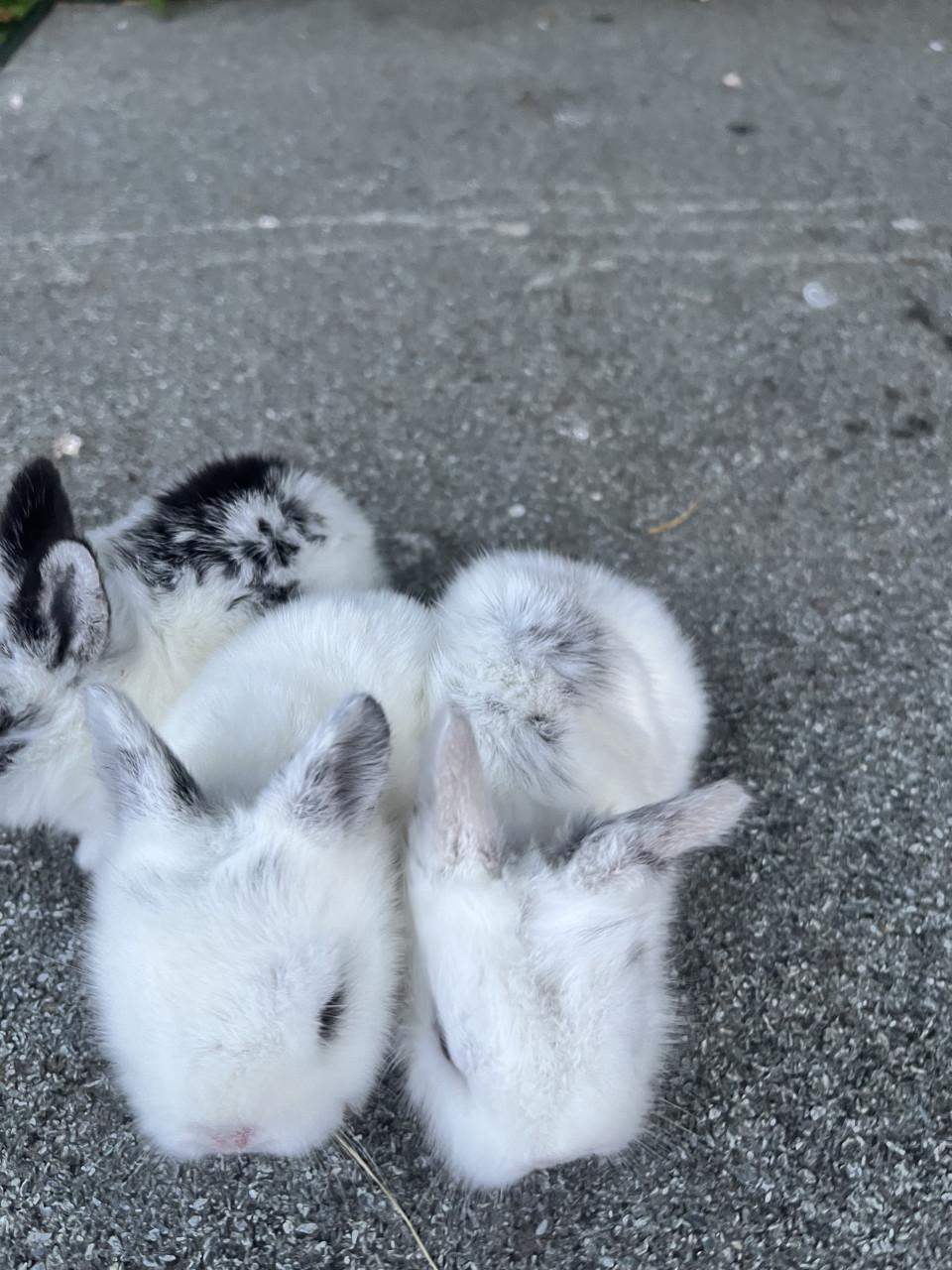 Baby konijntjes