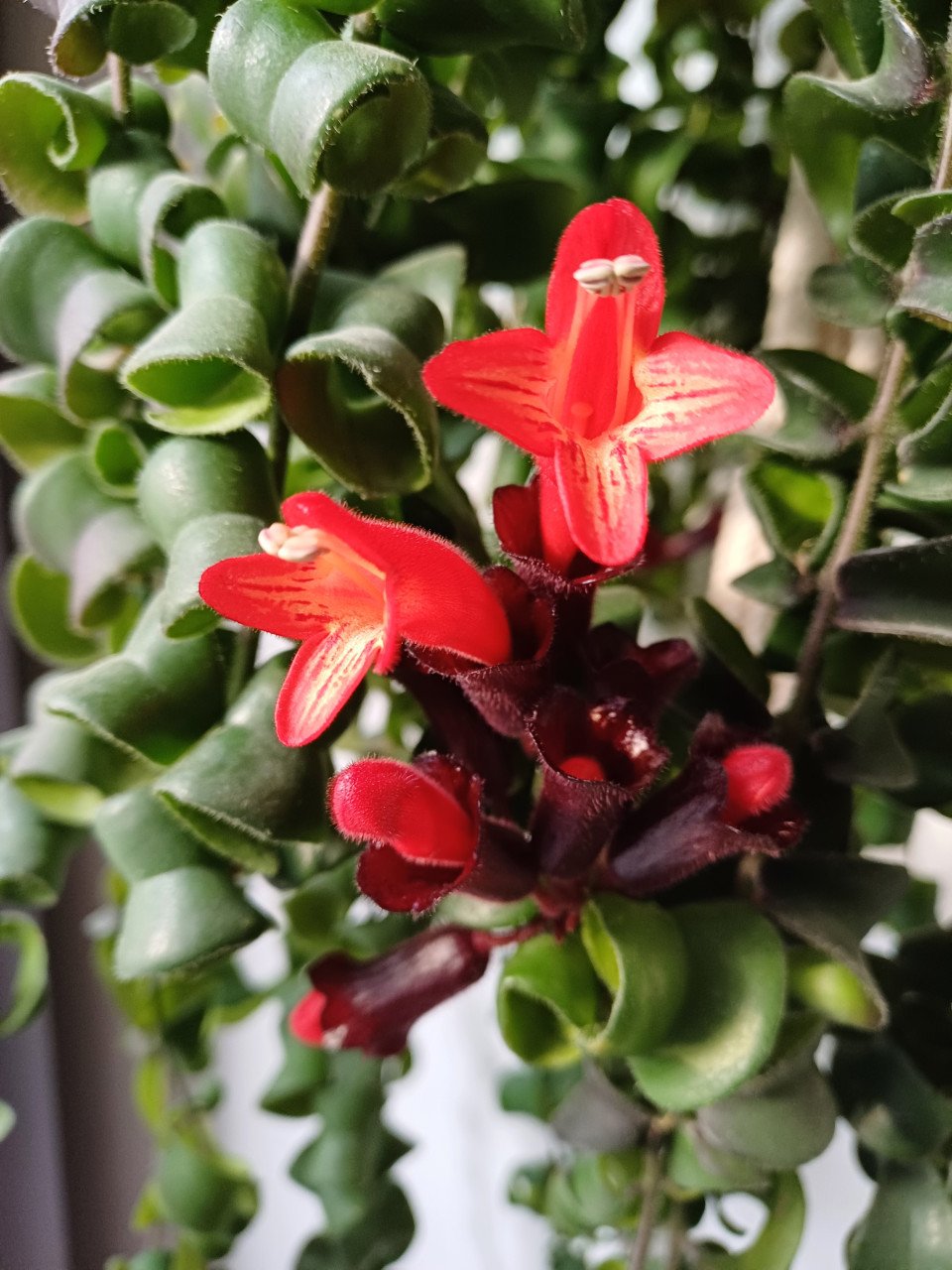 PRACHTIG: 3 gewortelde STEKJES LIPSTICKPLANT, rode bloemen