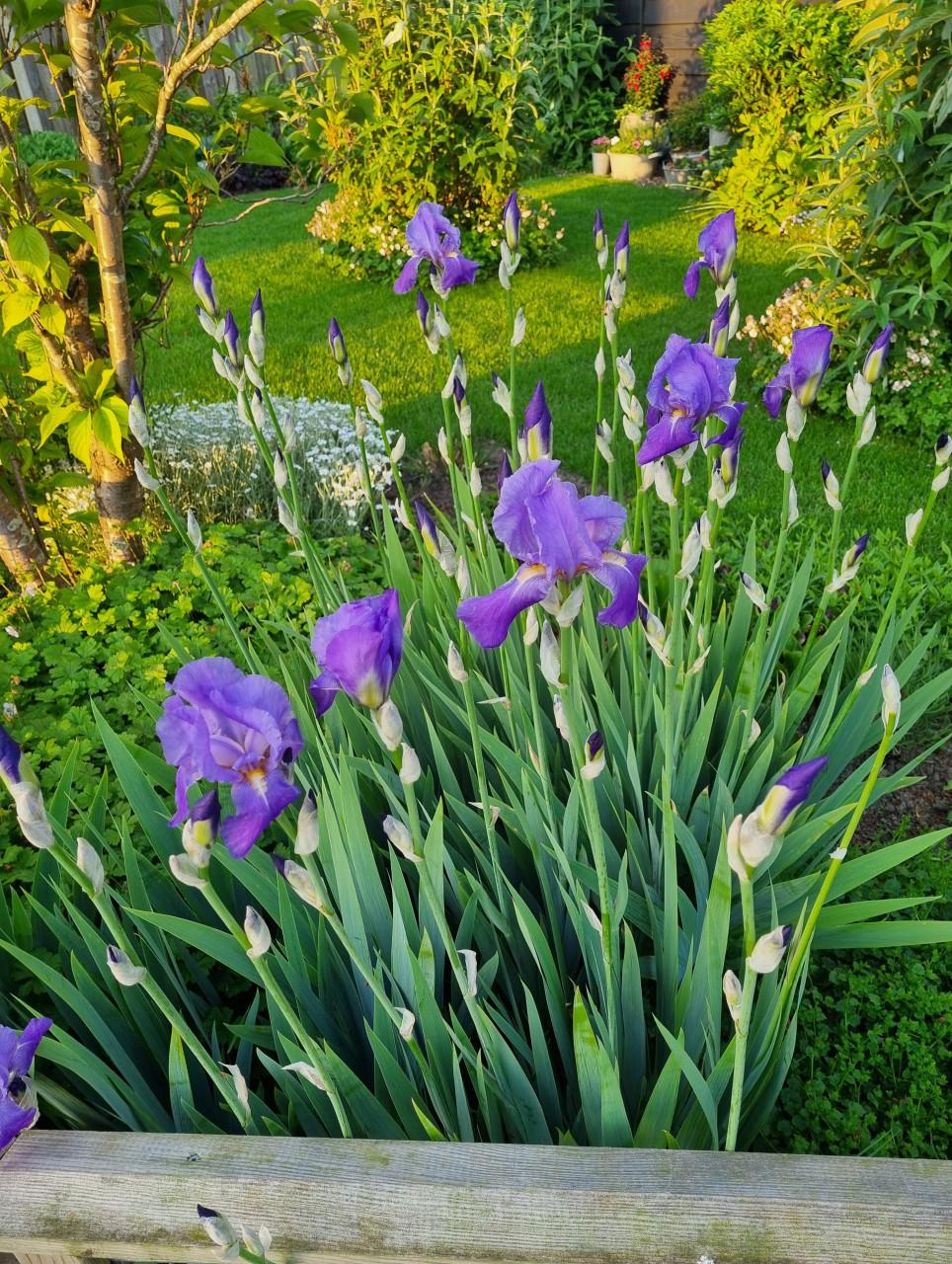 Paarse irissen (breed blad)