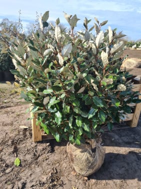Olijfwilg compacta haagplanten