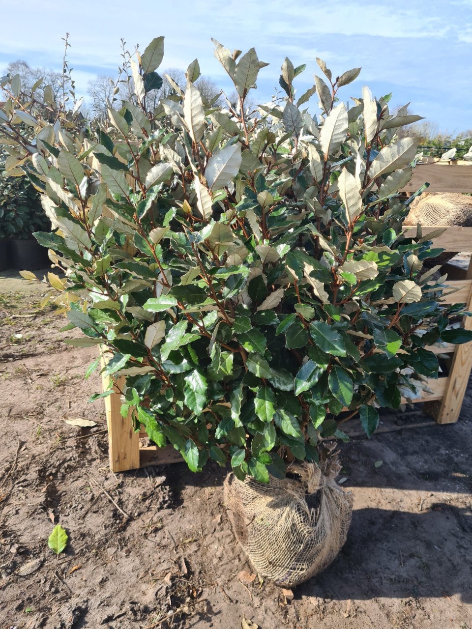 Olijfwilg compacta haagplanten