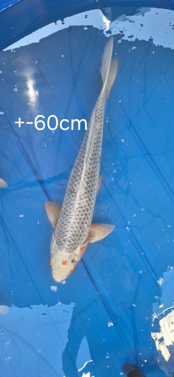 Koi.