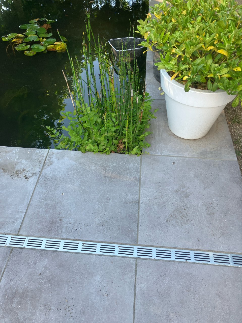 Japanse holpijp, zuurstof planten