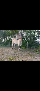 Goed baasje gezocht voor lieve fjorde pony op leeftijd