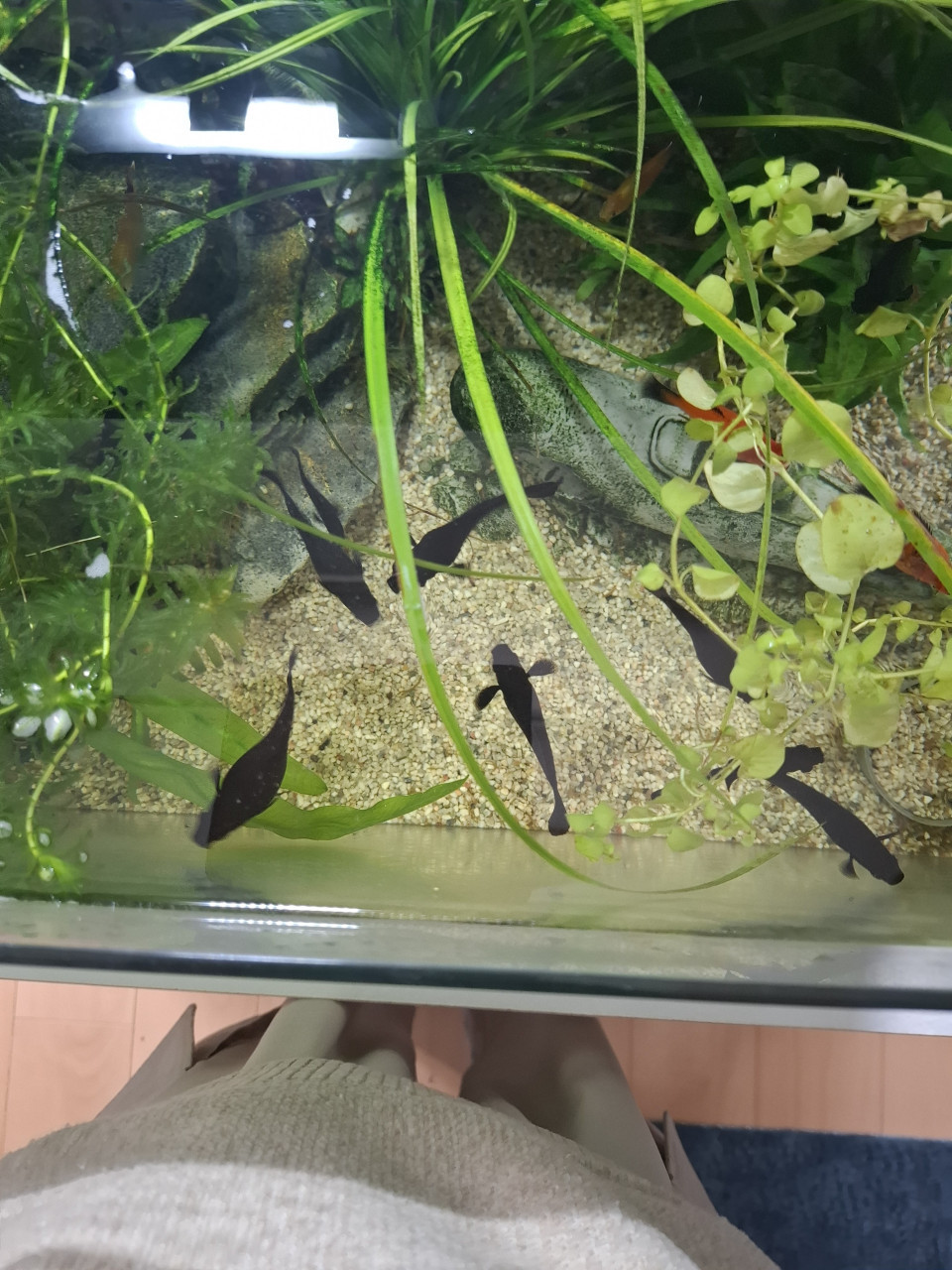 Black Molly's