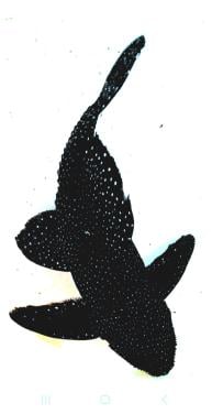 Aquariumvissen L240 pleco