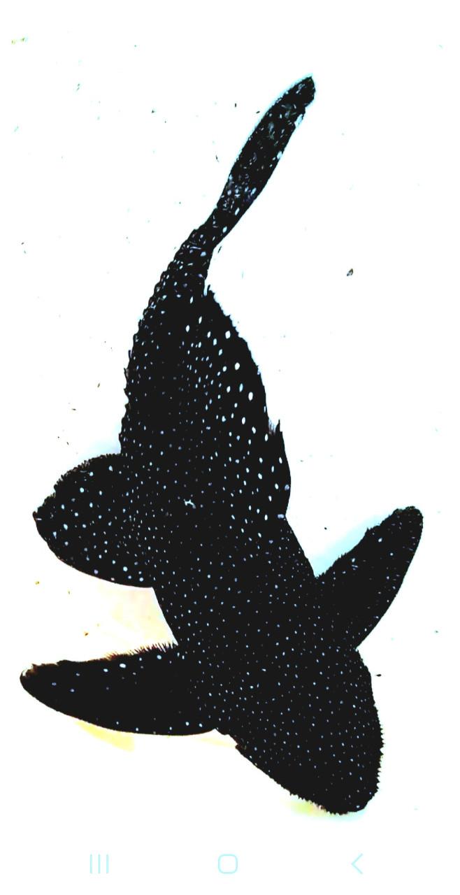 Aquariumvissen L240 pleco