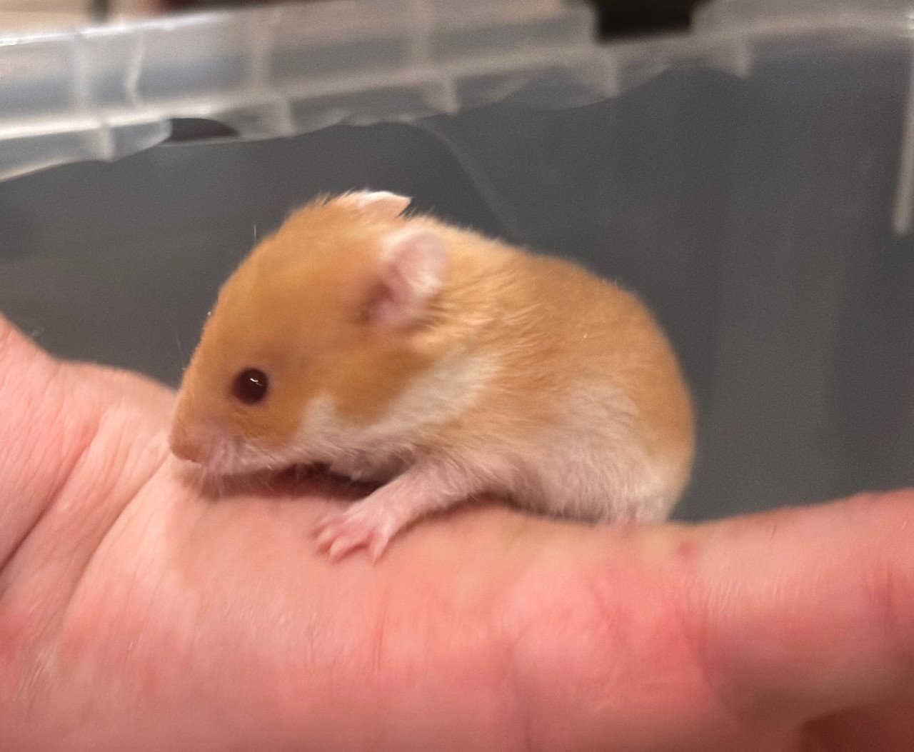 Syrische hamster/ goudhamster