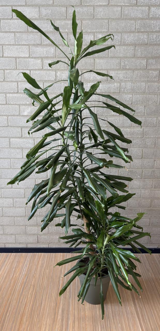 Grote Dracena kamerplant 190 cm hoog voor de prijs van een bos bloemen