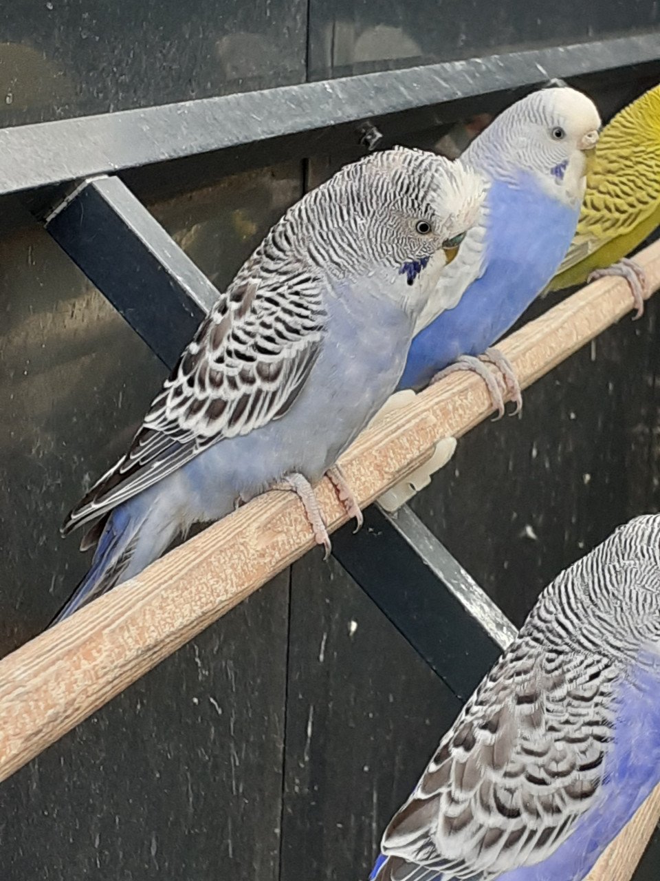 Diverse kleuren jonge grasparkieten