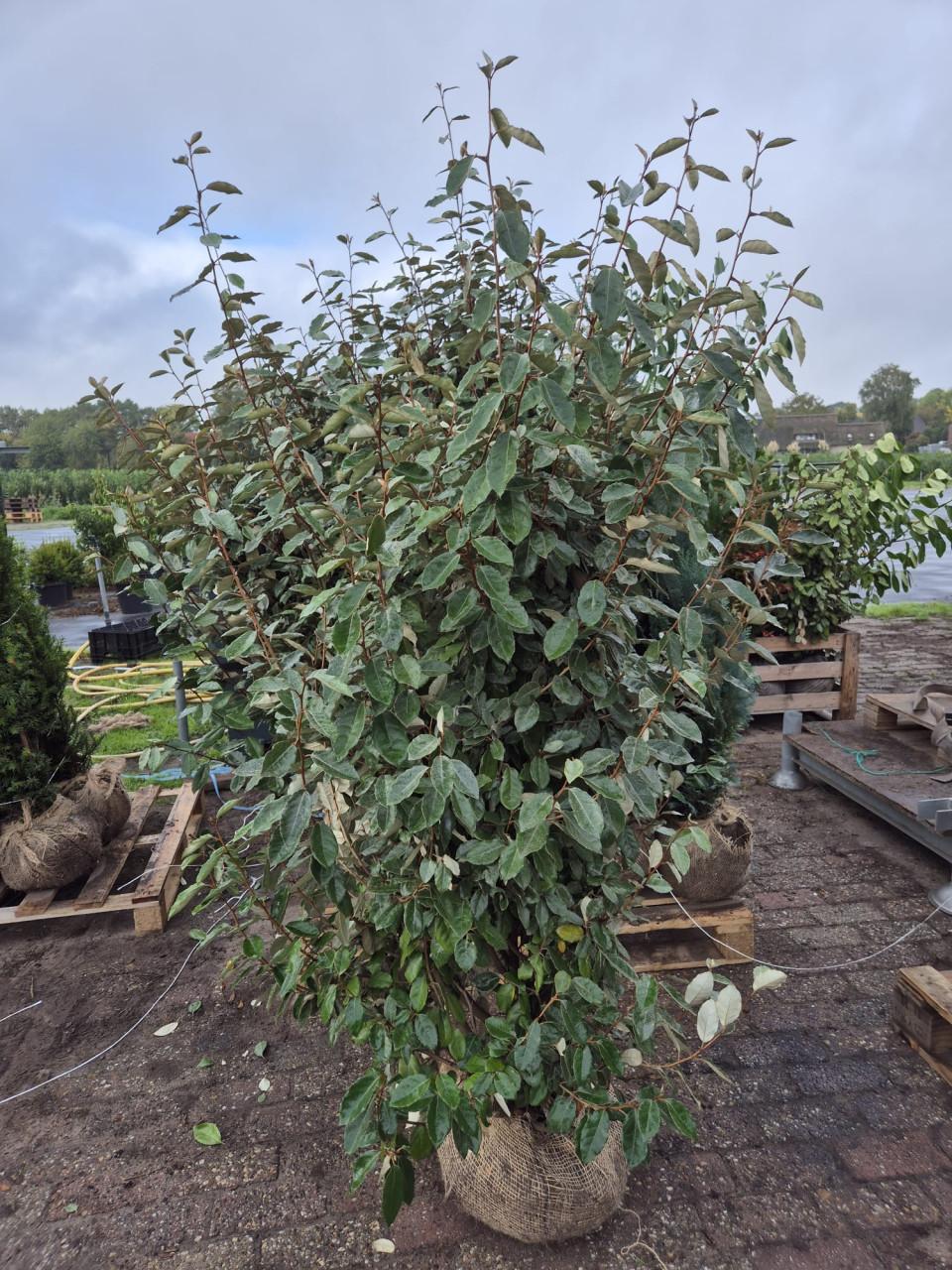 Olijfwilg haagplanten in alle maten