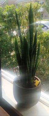 4 Grote sanseveria