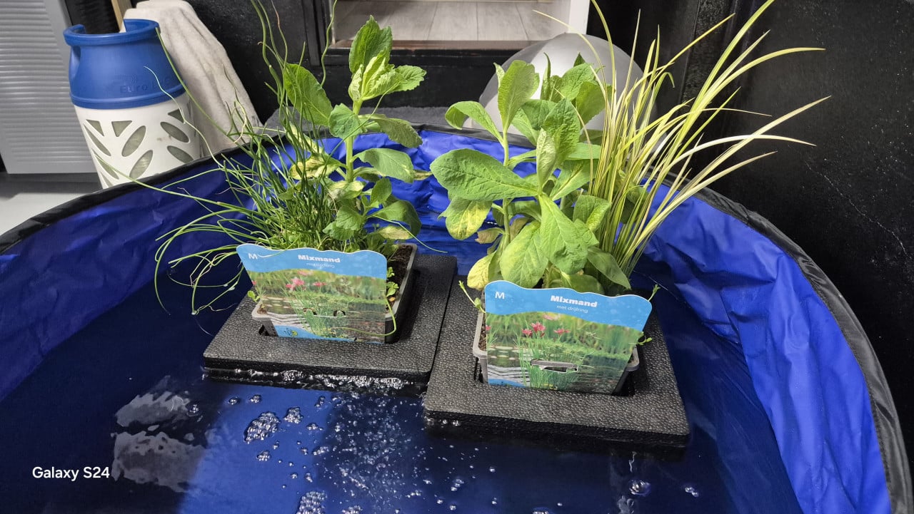 Vijverplanten