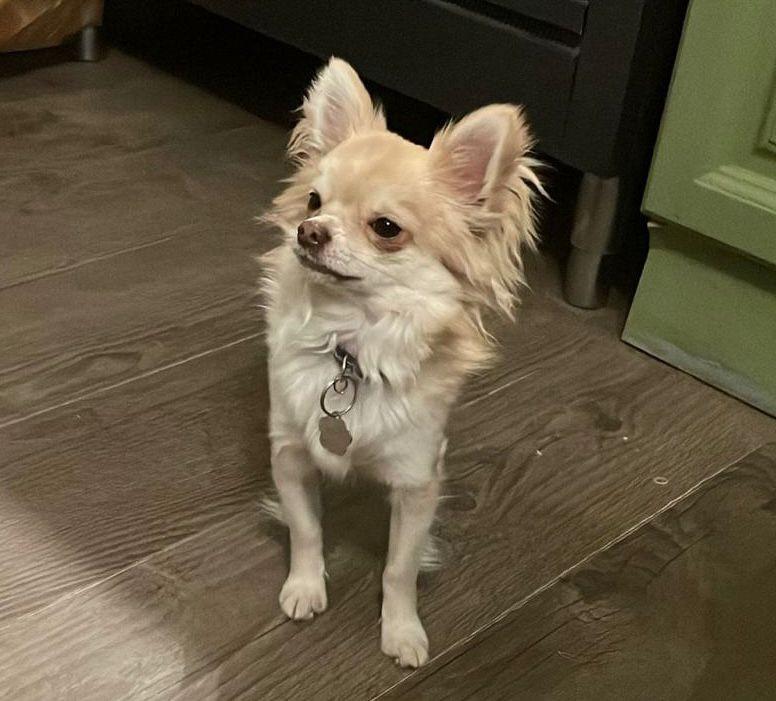 Prachtige chihuahua puppy's