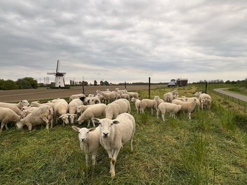 Schapenwol