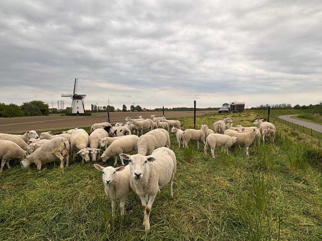 Schapenwol