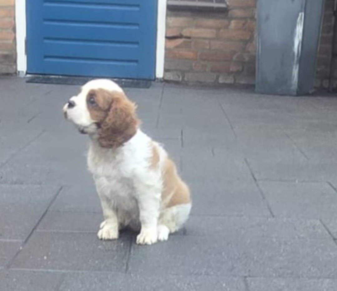 Cavalier king charles spaniel
