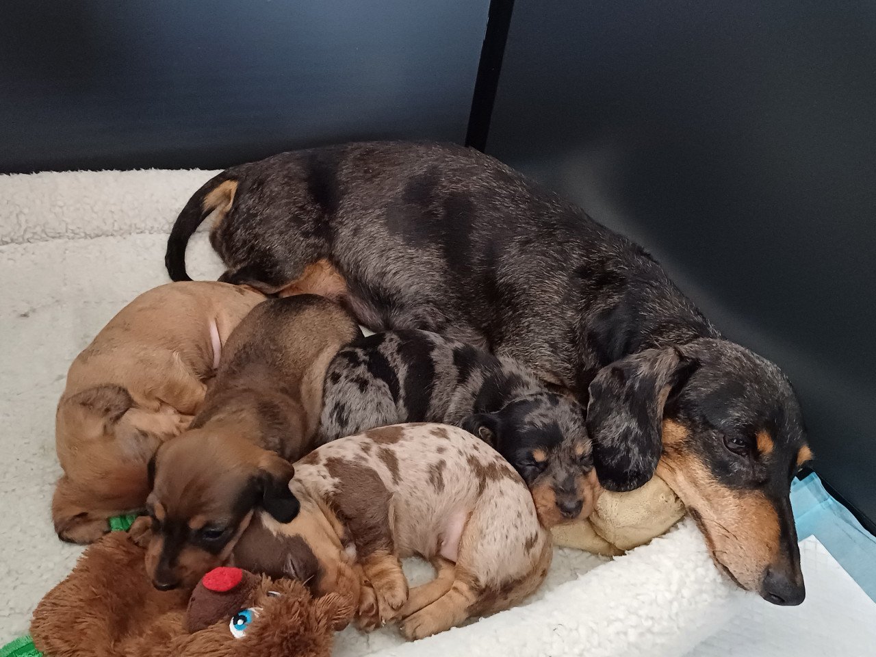 Super vrolijke Dwerg Teckel pups