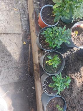 Sinaas appelplant