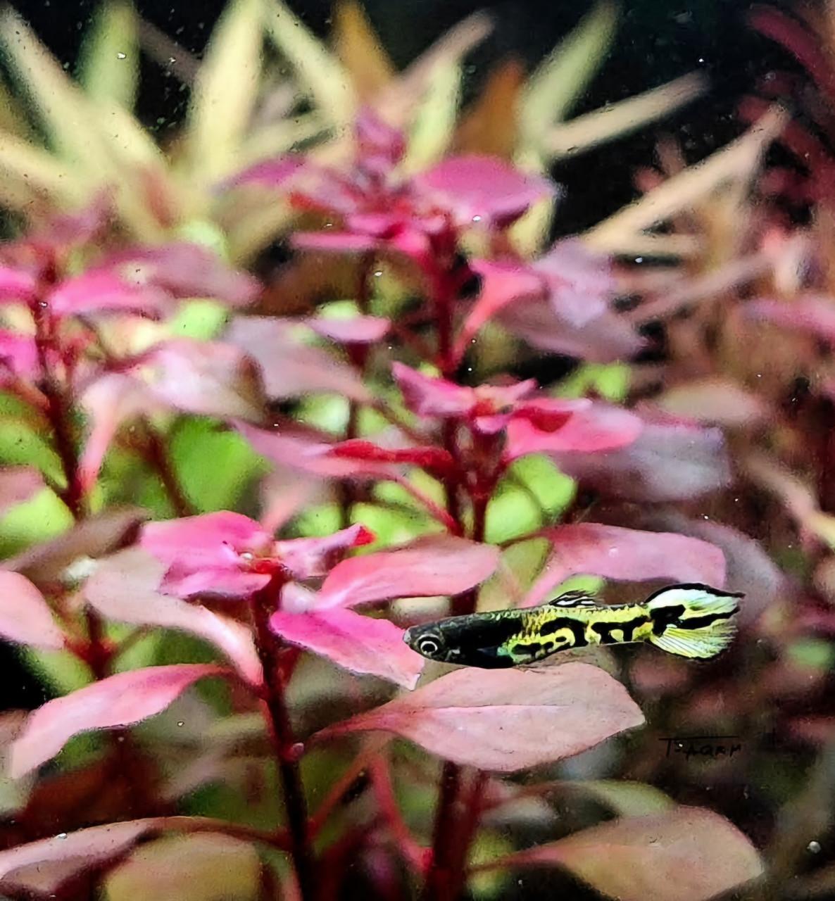 Mooie wild type guppy,s