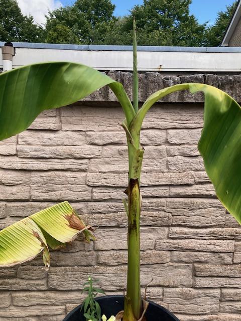 Bananenplant