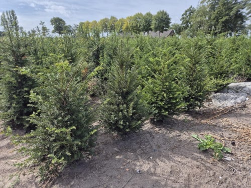 Taxus Baccata haagplanten diverse maten