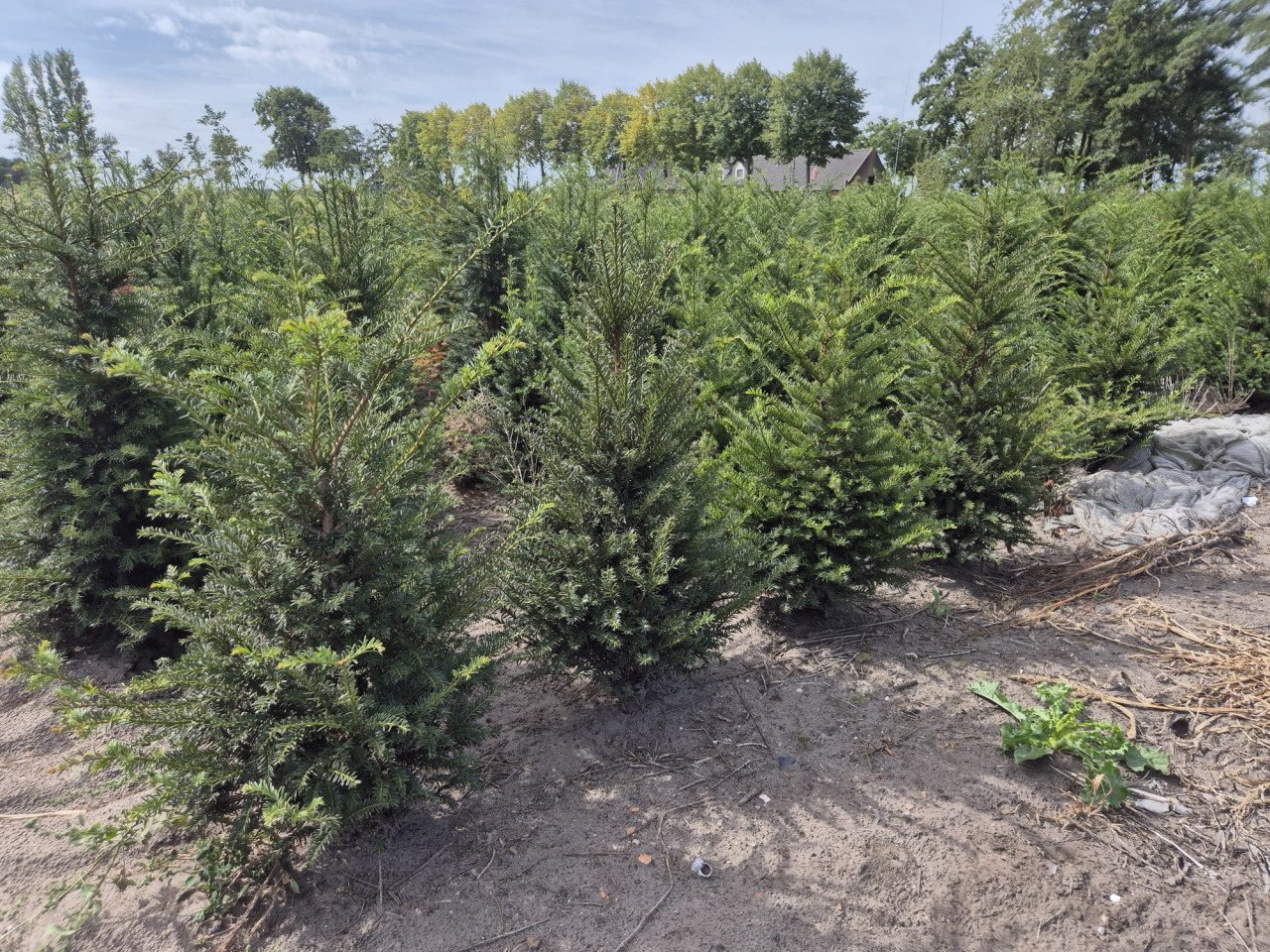 Taxus Baccata haagplanten diverse maten
