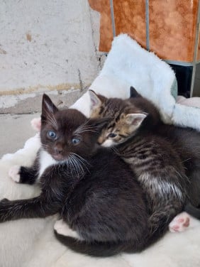 Een zwarte en een gestreepte kitten