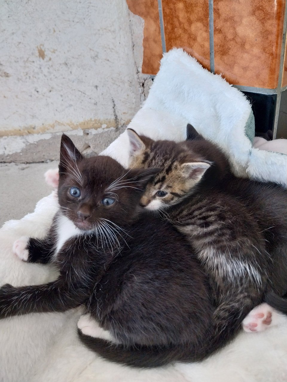 Een zwarte en een gestreepte kitten