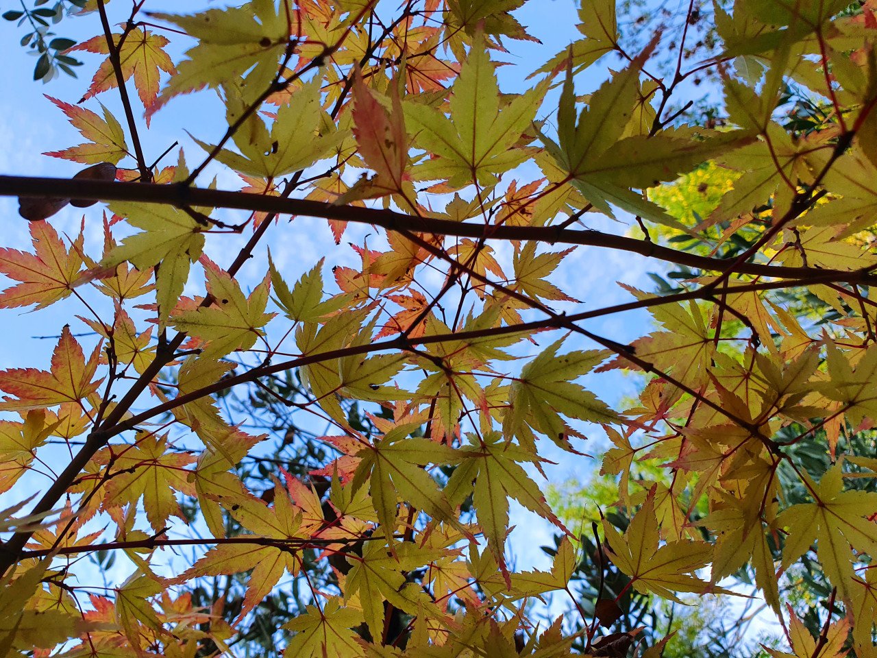 Diverse Acers