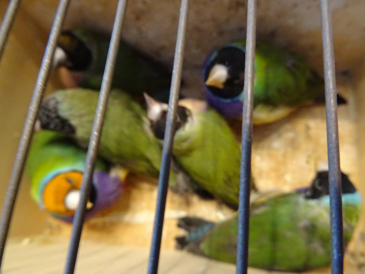 Te koop nog drie koppeltjes Goldsamadines overjarige