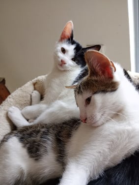 2 prachtige katertjes