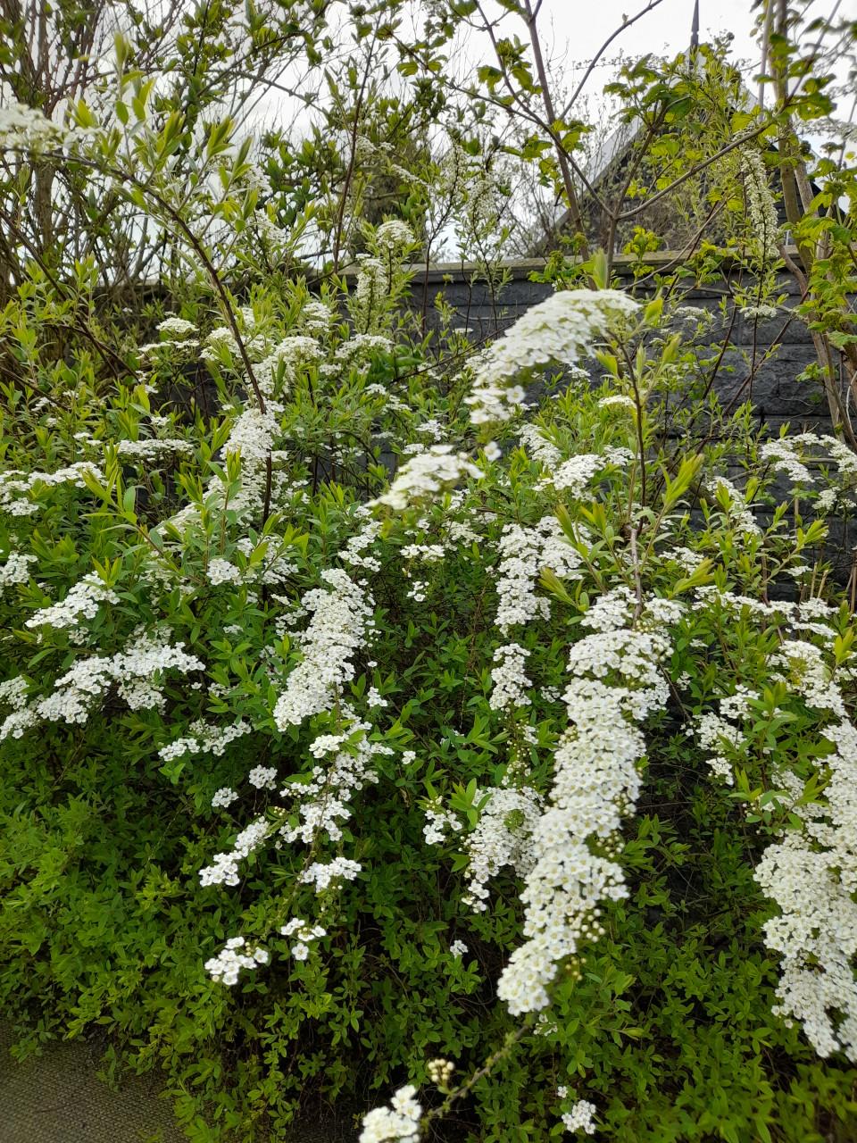 Spirea wit(struik)