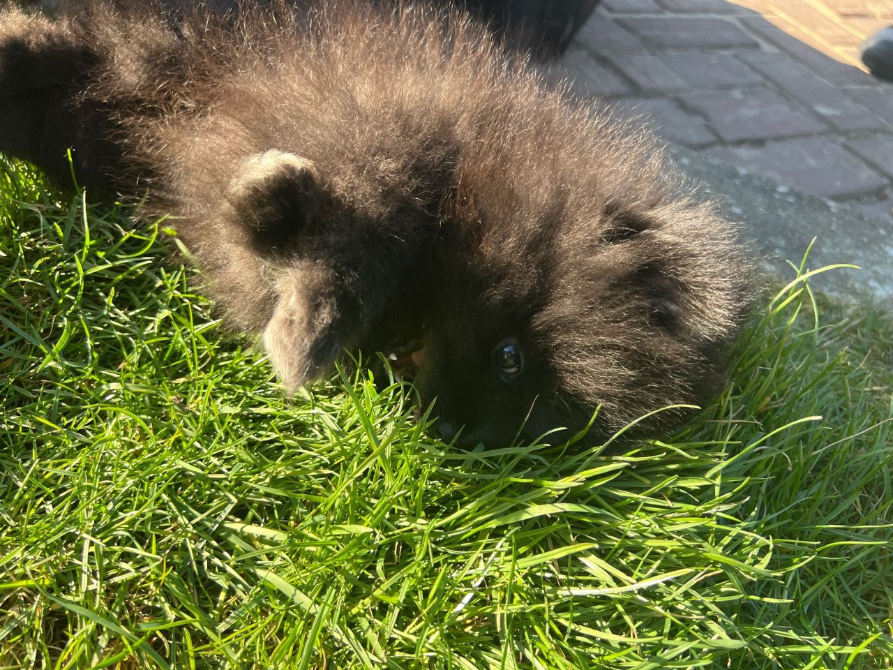 Lieve pomeriaan pup zoekt for ever home ❤️🐾