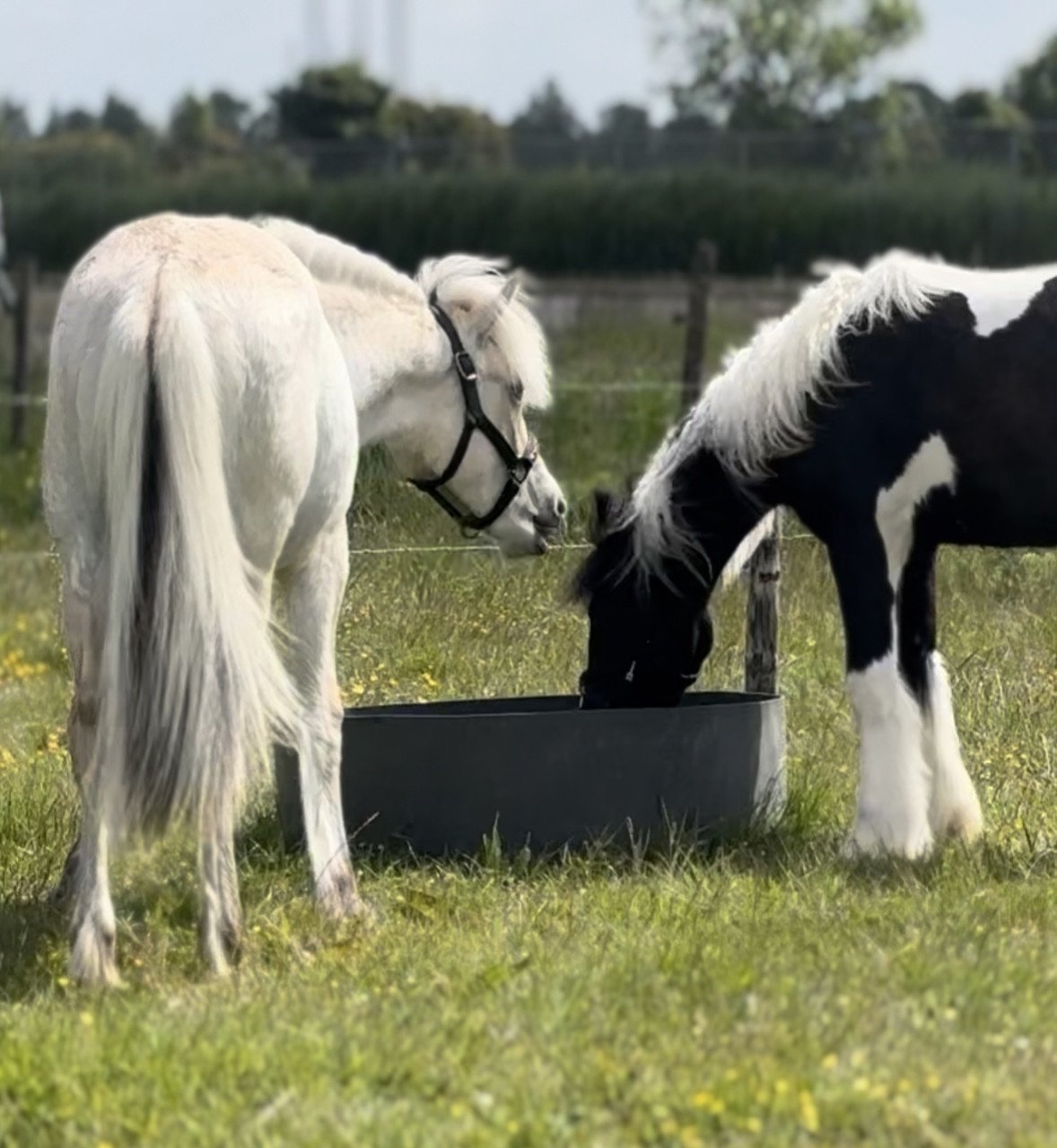Super lieve Tinker merrie