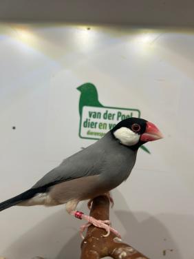 Rijstvogels
