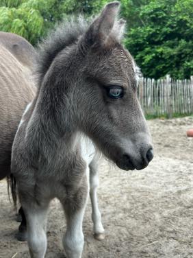Shetland veulen