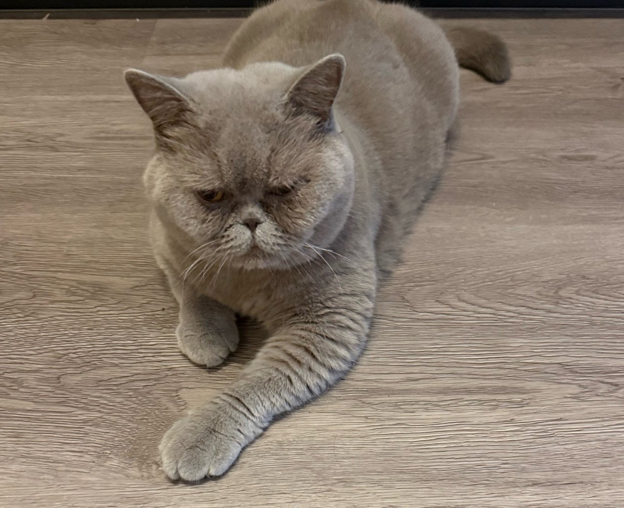 Britse korthaar Poes (2 jaar) met stamboom