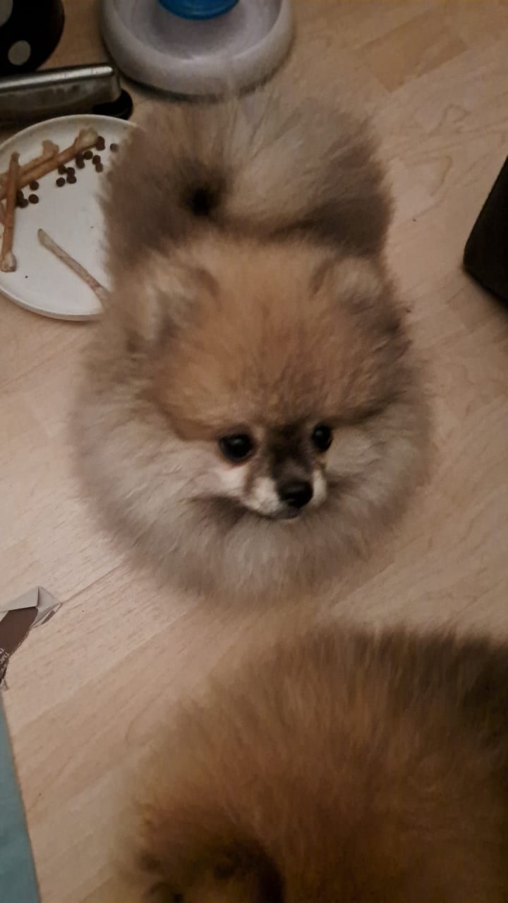 Pomeriaan (dwerg keeshond) puppy