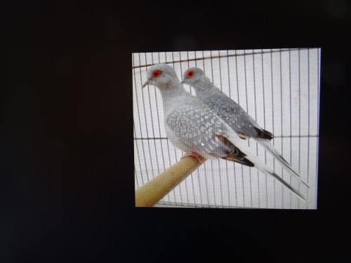 Te koop koppel diamantduifjes broedrijp