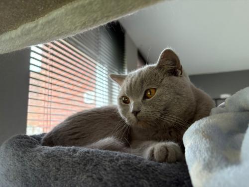 Britse korthaar 7,5 maand