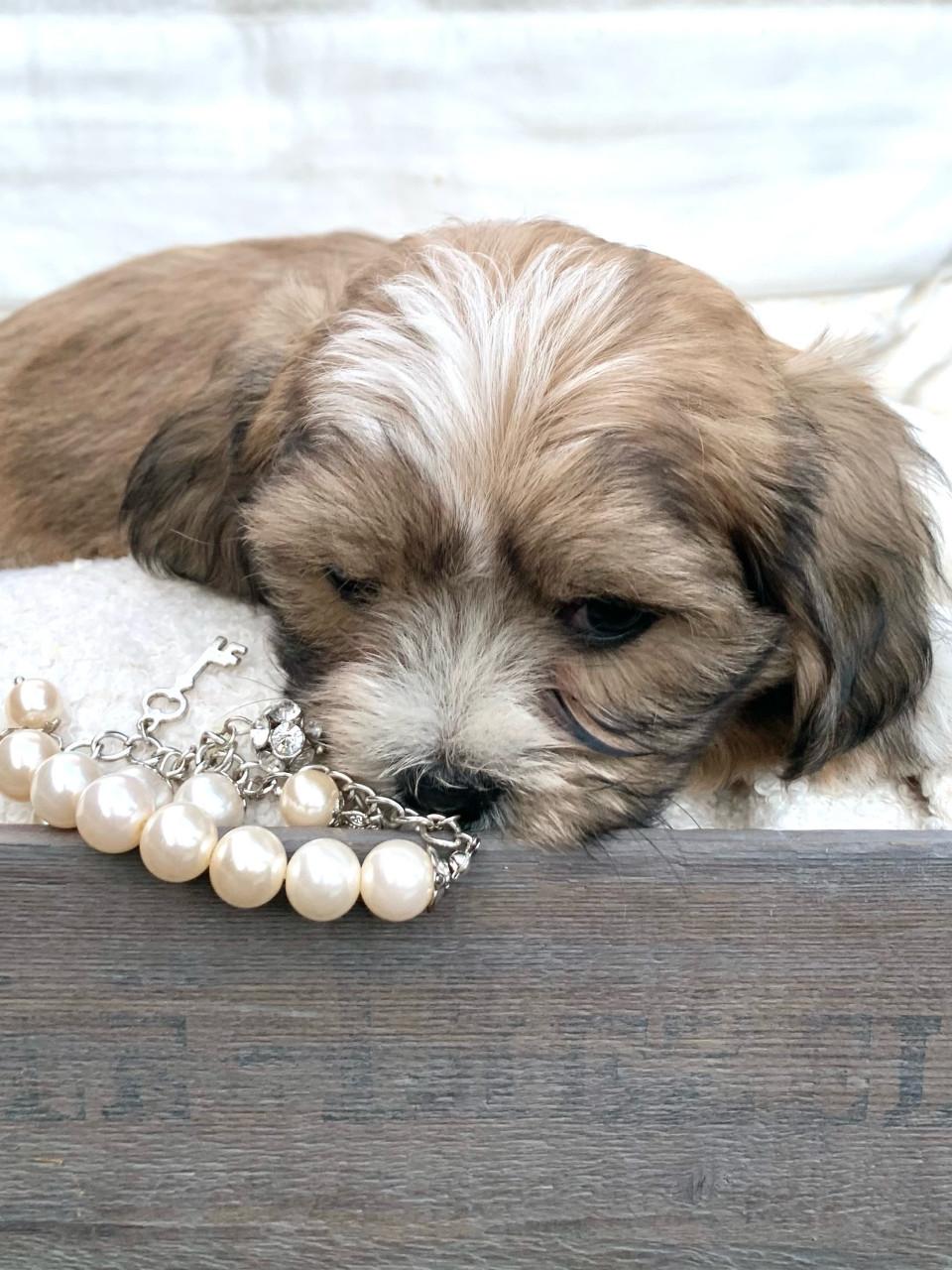 Shih Tzu /Maltezer pups