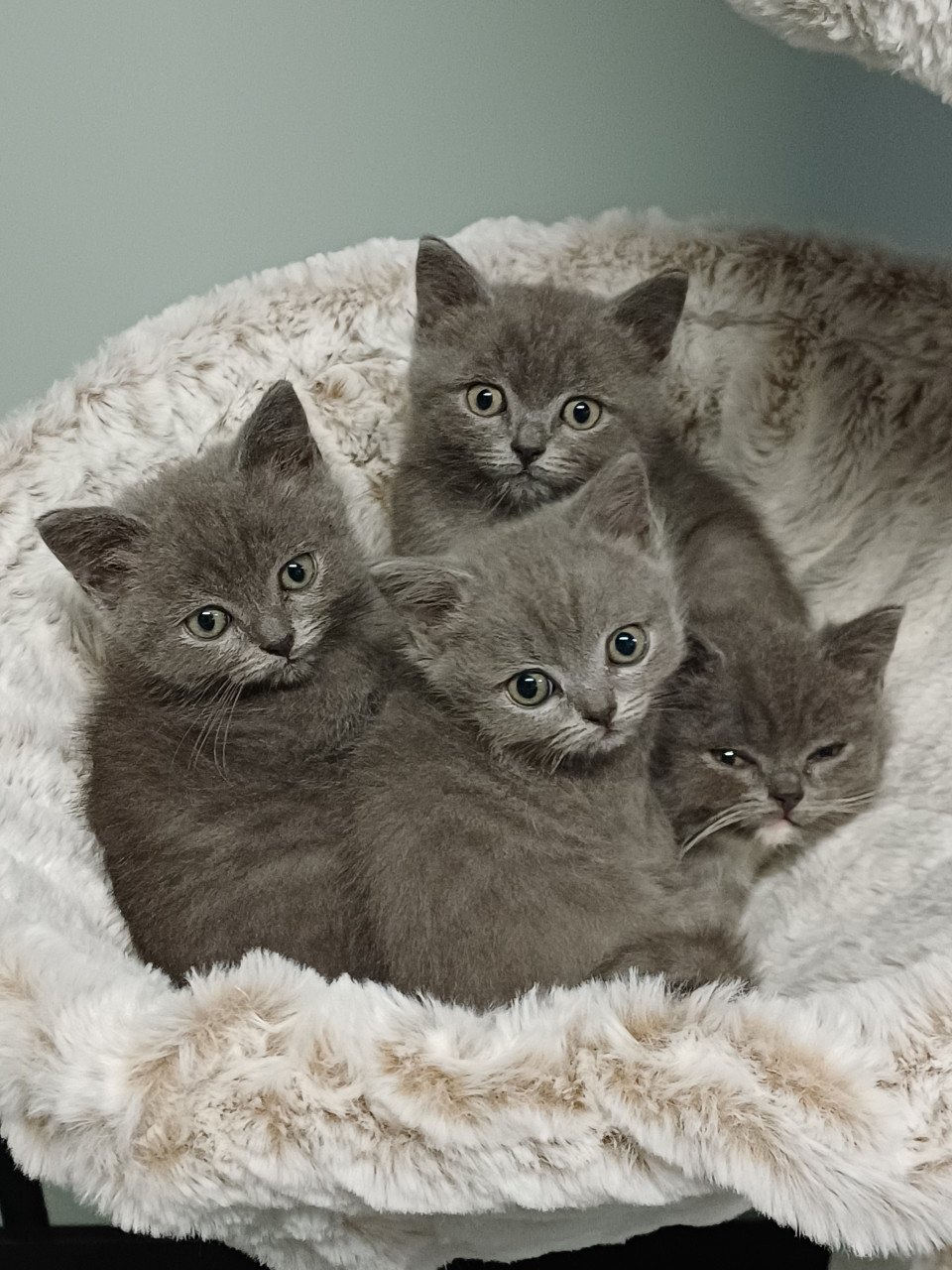 Leuke Brits Korthaar x Ragdoll kittens beschikbaar