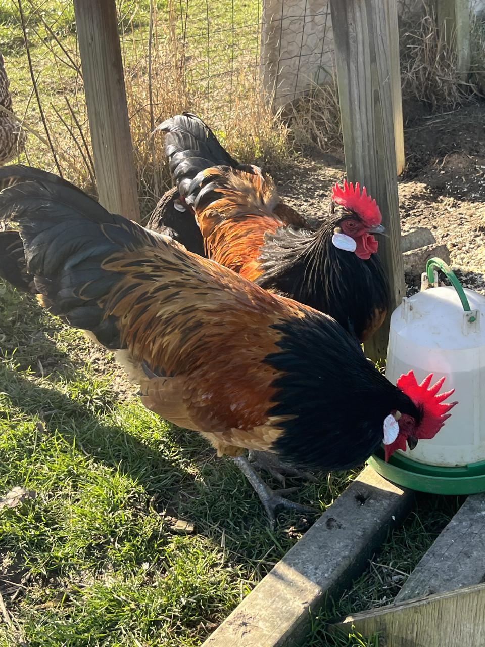 Prachtige vorwerk haan