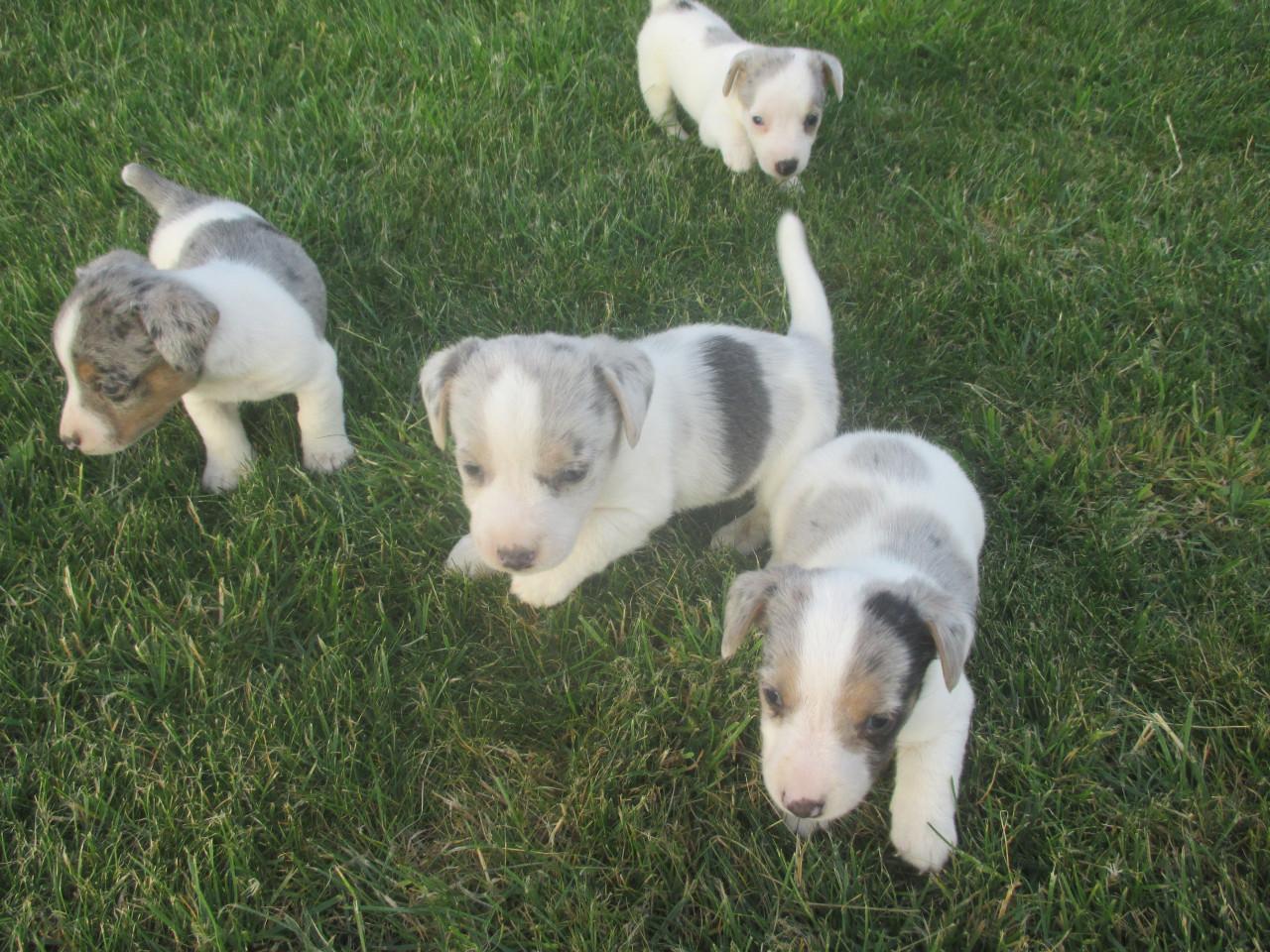 Supermooie jack russell pups.
