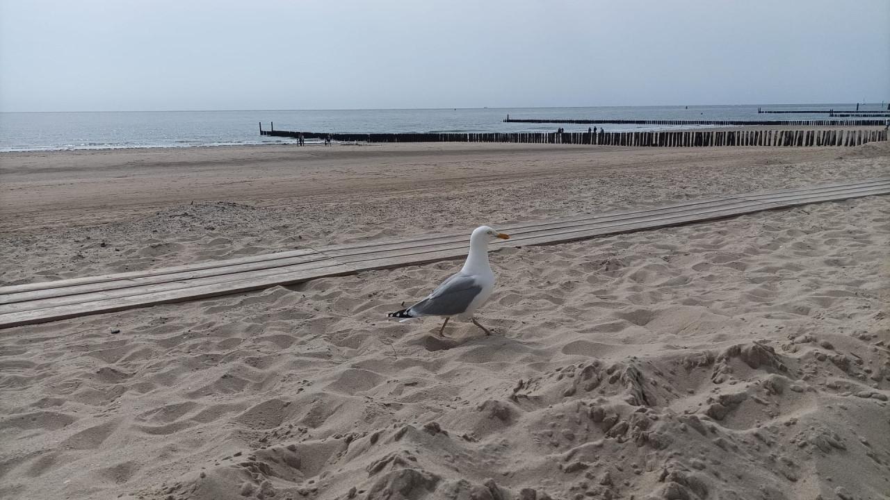 Strandhuisje / Strandcabine te huur in Westkapelle