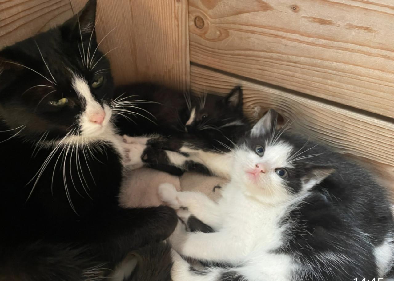 Gereserveerd. Kittens ( nog 1 zwart-witte beschikbaar)
